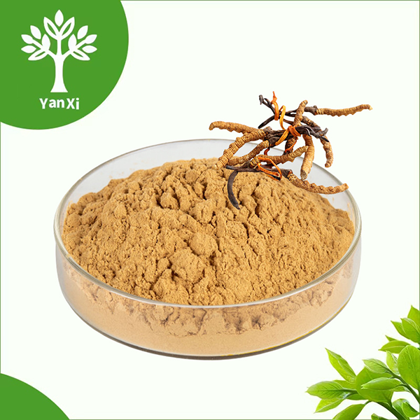 Cordyceps Militaris Extract Powder Cordyceps Militaris Extract Powder